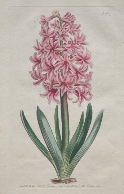 La revista botánica o el jardín de flores exhibido: Jacinto de jardín de Thomas Curtis