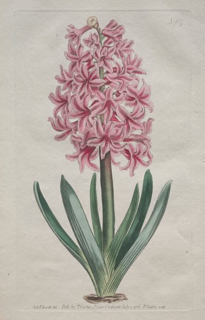 La Revista Botánica o Jardín de Flores Expuesto: Jacinto de Jardín de Thomas Curtis