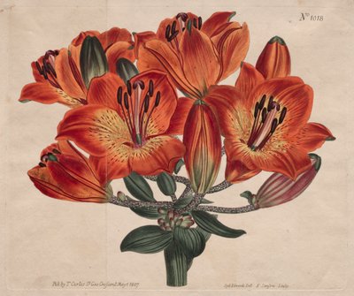 La revista botánica o el jardín de flores exhibido: Lirio naranja de flor umbelífera de Thomas Curtis