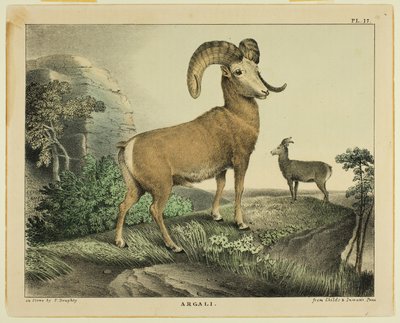 Argali de Thomas Doughty