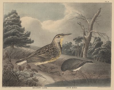 Alondra de pradera y pájaro de nieve, de 