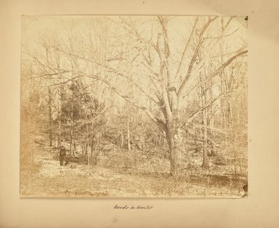 Bosques en invierno de Thomas E. Jevons