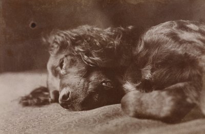Boyce, retrato de un perro setter de Thomas Eakins