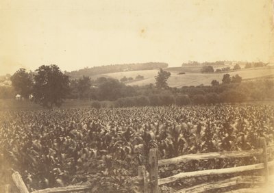 [Cornfield, Avondale, PA] de Thomas Eakins
