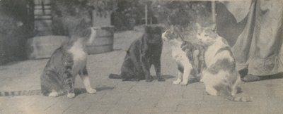 Cuatro gatos, ca. 1895 de Thomas Eakins