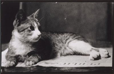 El gato de la Sra. Thomas Eakins, c. 1880-1890 de Thomas Eakins