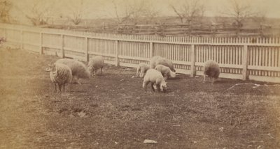 [Ovejas en un pasto de la granja de Avondale, PA] de Thomas Eakins