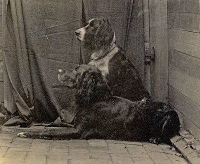 Perros de Thomas Eakins, 1884 de Thomas Eakins