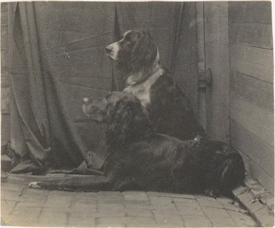 [El perro Harry de Thomas Eakins y otro setter], 1880s de Thomas Eakins