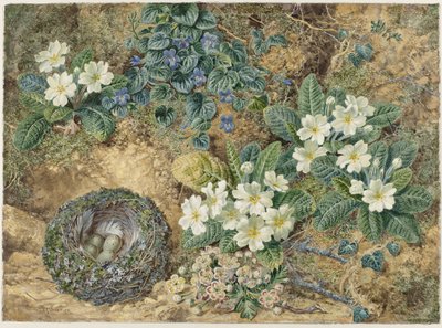 Naturaleza muerta de un nido de pájaros, pensamientos, prímulas y flores de manzano de Thomas Frederick Collier