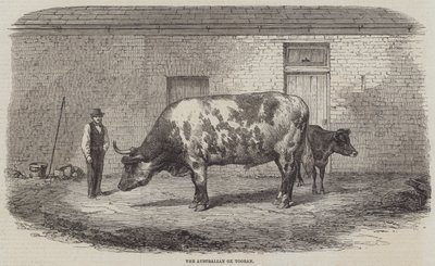 El buey australiano Tooran de Thomas Harrington Wilson