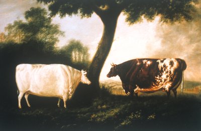 Dos Ganados Shorthorn de Thomas Harrington Wilson