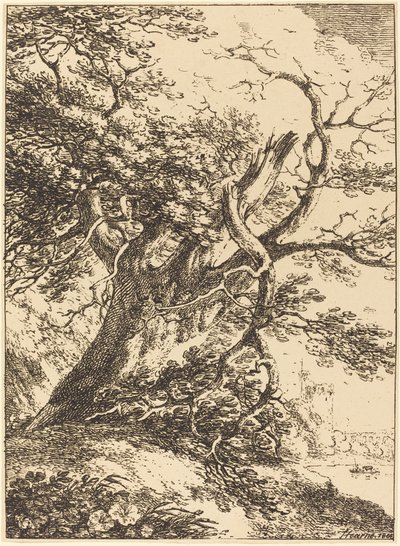 Árbol Viejo de Thomas Hearne