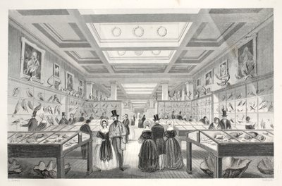 Museo Británico, Galería Zoológica, de 