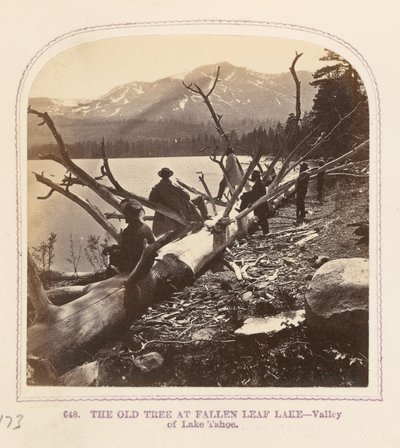 El viejo árbol del lago Fallen Leaf de Thomas Houseworth