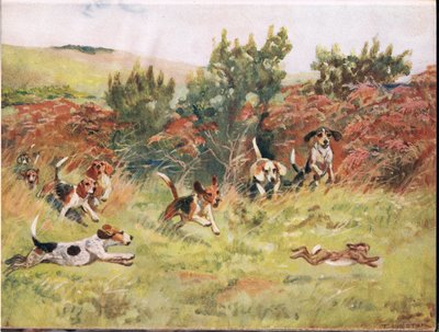 Persiguiendo una liebre, ilustración de 