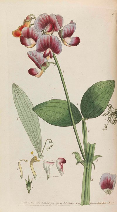 Flora rústica, 1792 de Thomas Martyn