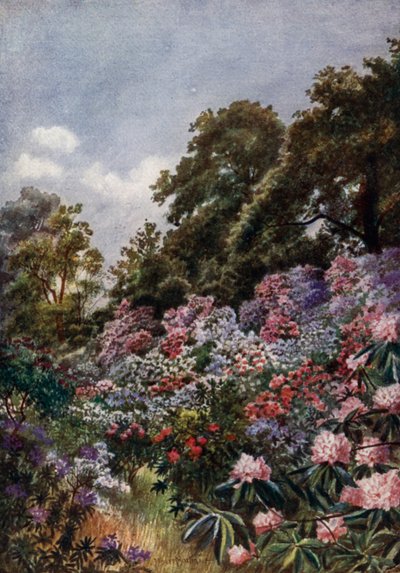 Jardines de Kew: El valle de los rododendros de Thomas Mower Martin