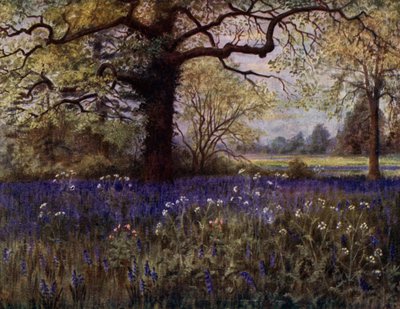 Jardines de Kew: Jacintos silvestres de Thomas Mower Martin