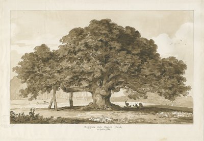 Blithfield - Roble del Mendigo: dibujo en sepia, 1837 de Thomas Peploe Wood