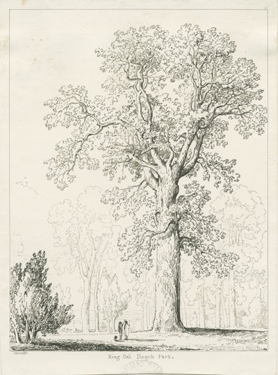 Blithfield - Roble del Rey: dibujo a pluma y tinta de Thomas Peploe Wood
