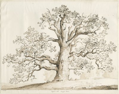 Blithfield - Squitch Oak de Thomas Peploe Wood