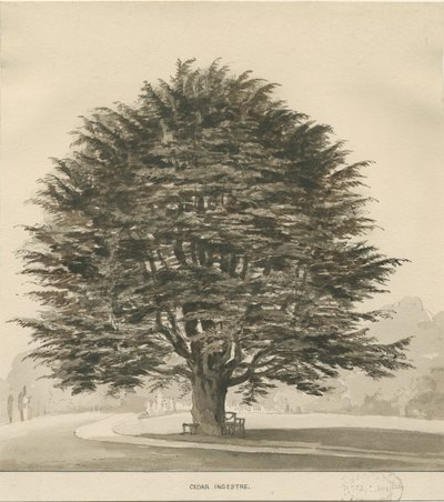 Ingestre - Árbol de cedro de Thomas Peploe Wood