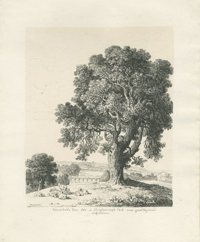 Shugborough Park - Árbol de fresno: dibujo a pluma y tinta de Thomas Peploe Wood