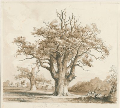 Teddesley Hall - Robles: dibujo a lápiz y lavado, nd [noviembre 1842] de Thomas Peploe Wood