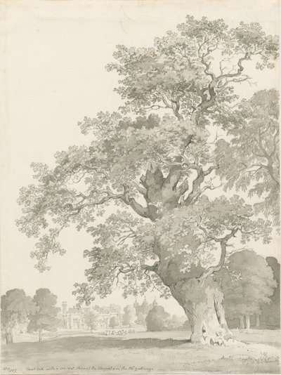 Tixall - Árbol de Roble de Thomas Peploe Wood