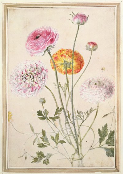 Estudio de flores, c.1760 de Thomas Robins