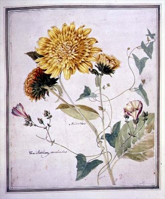 Helianthus y Convolvulus de Thomas Robins