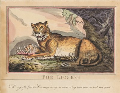 Conjunto de ocho láminas con portada. «Animales extranjeros y autóctonos». 4. El tigre de Thomas Rowlandson