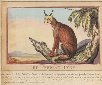 Conjunto de ocho láminas con portada. «Animales extranjeros y autóctonos». 7. El lince persa de Thomas Rowlandson