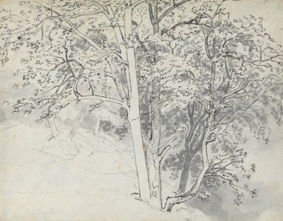 Estudio de los árboles de Thomas Stothard