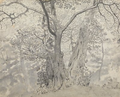 Estudio de árboles de Thomas Stothard