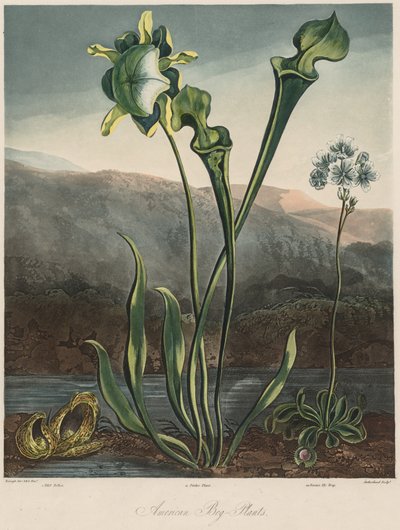 El templo de la flora: Plantas palustres americanas de Thomas Sutherland