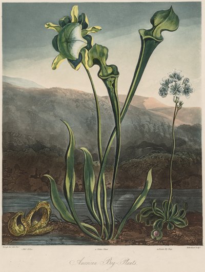 El Templo de Flora: Plantas de pantano americanas de Thomas Sutherland