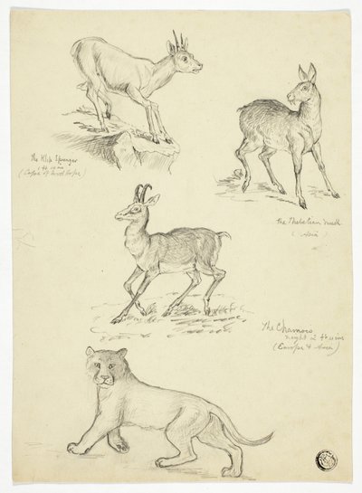 Gamuza, almizcle, klipbok y león de Thomas Uwins
