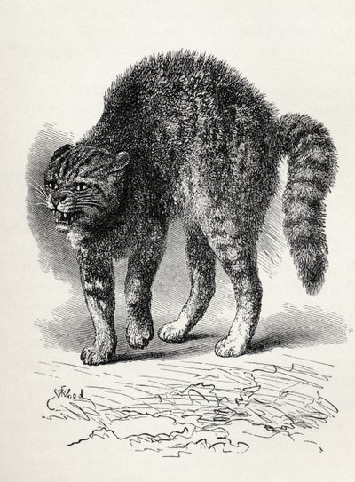 Gato aterrorizado por un perro, de 