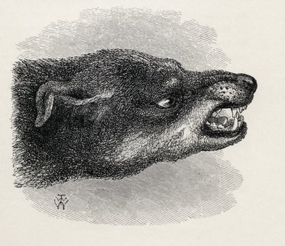 Cabeza de perro gruñendo, de 