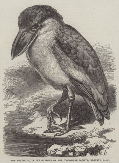 El pico de bote, en los jardines de la Sociedad Zoológica, Regent