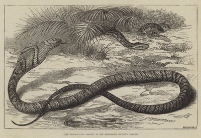La serpiente comedora de serpientes en los jardines de la Sociedad Zoológica de Thomas W. Wood