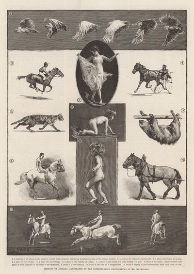 Movimientos de animales ilustrados por las fotografías instantáneas del Sr. Muybridge de Thomas Walter Wilson