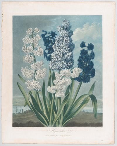 Jacintos, del Templo de Flora, o Jardín de la Naturaleza, 1 de junio de 1801 de Thomas Warner