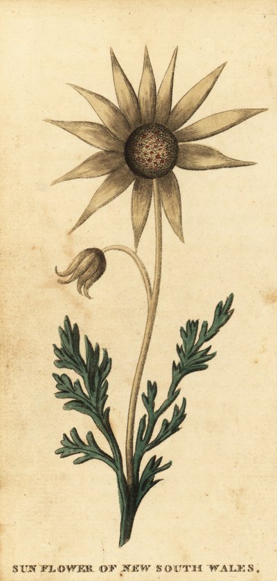 Flor de franela, Actinotus helianthi. ,1800 (grabado) de Thomas Watling