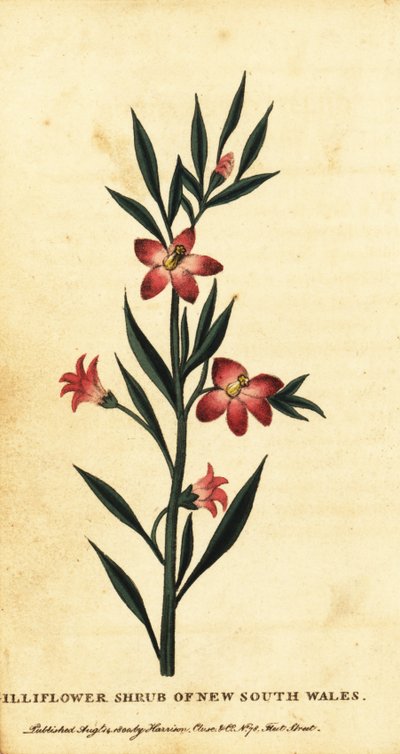 Arbusto de la coliflor de Nueva Gales del Sur. ,1800 (grabado) de Thomas Watling