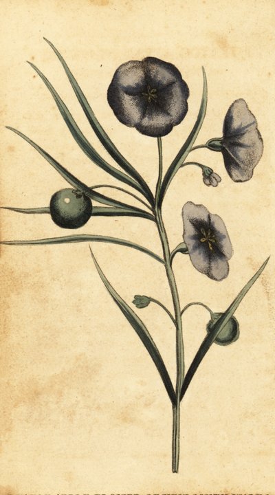 Flor de la patata-manzana de Nueva Gales del Sur, Australia. ,1800 (grabado) de Thomas Watling