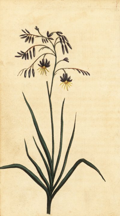 Flor de roca de Nueva Gales del Sur, Australia. ,1800 (grabado) de Thomas Watling