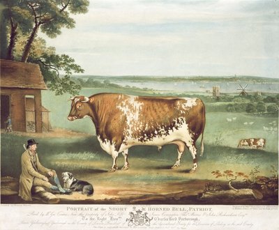Un toro de cuernos cortos, Patriot, grabado por William Ward, Shrewsbury, 1810 (grabado en color) de Thomas Weaver